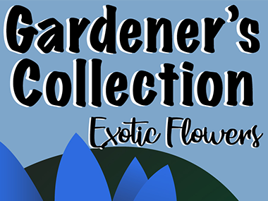Wild Flower Seed Packet